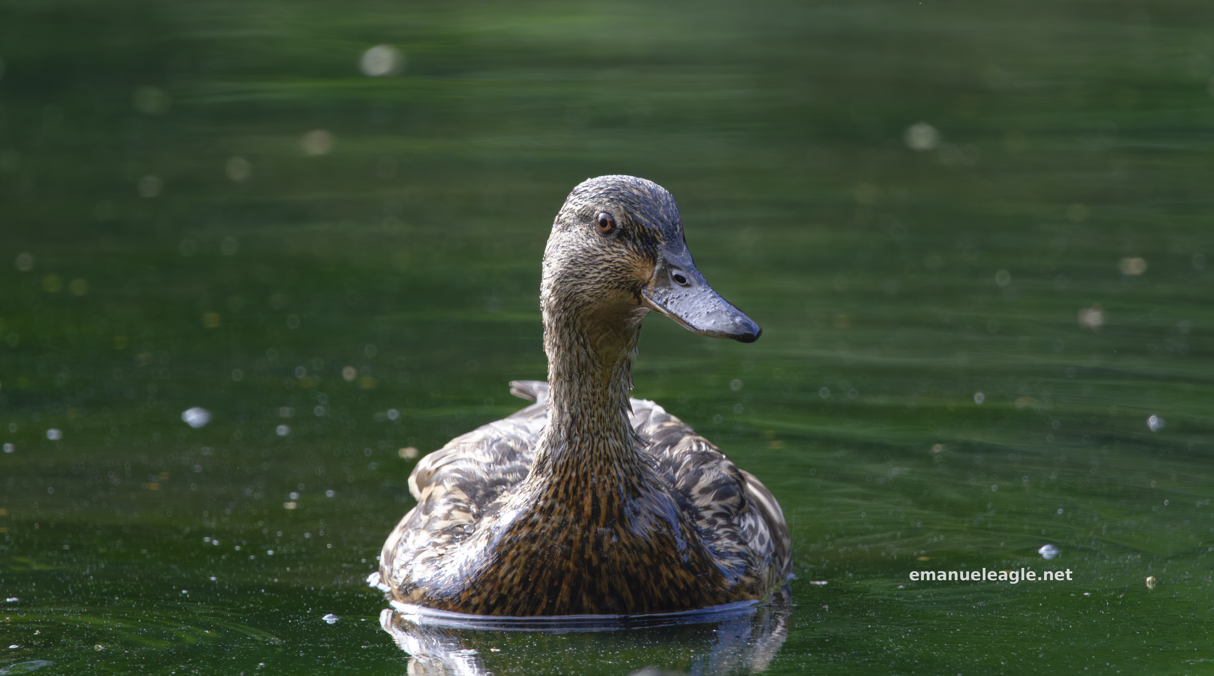 Mallard Swimming