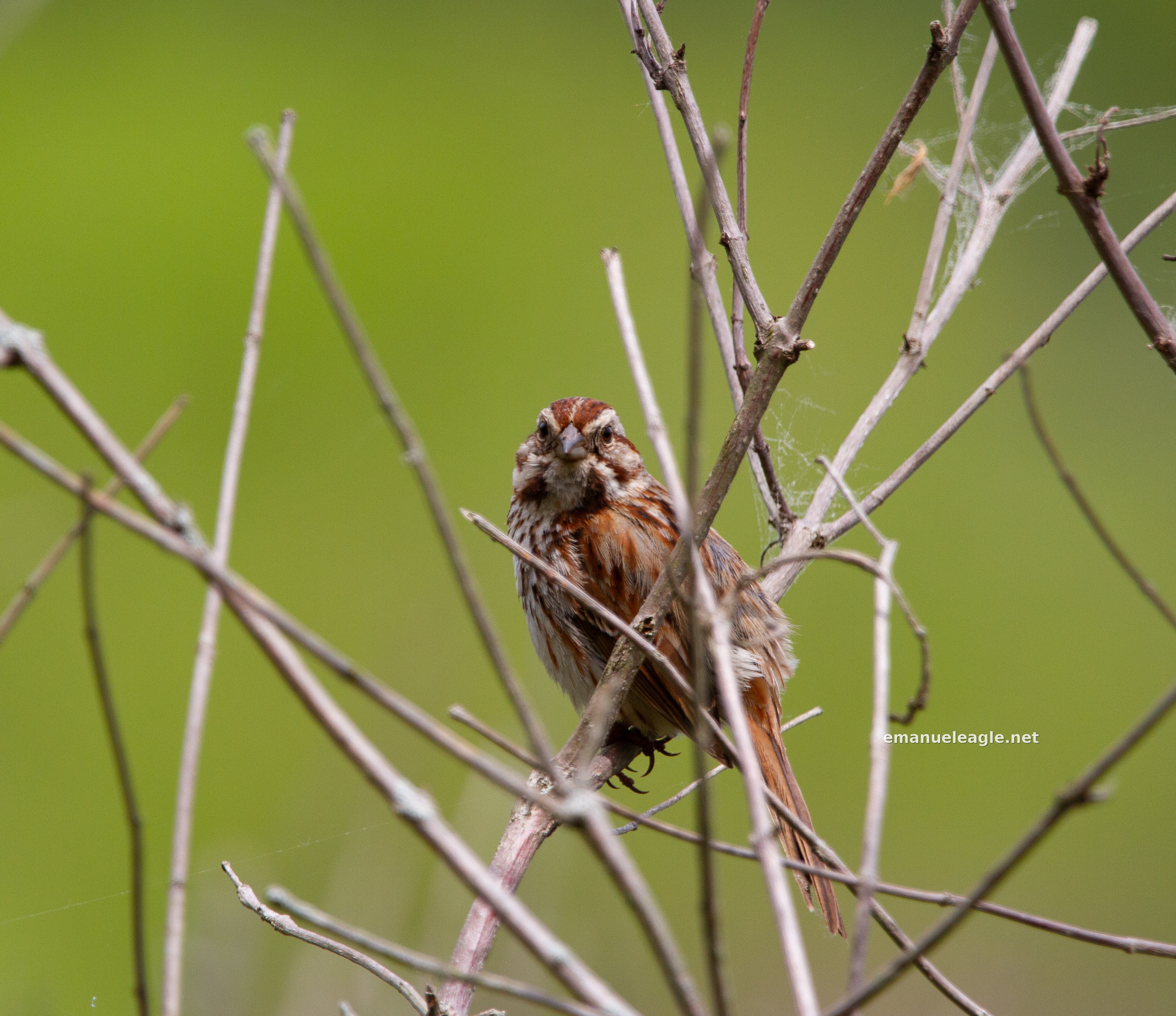 Song Sparrow on a Branch